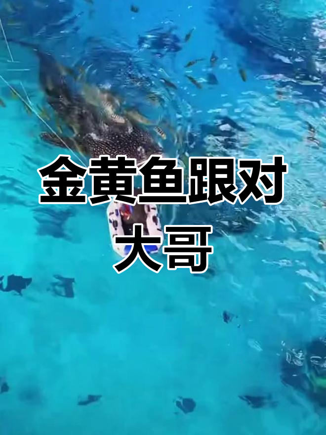跟着黄金鲹捡漏,金沙不吃它!