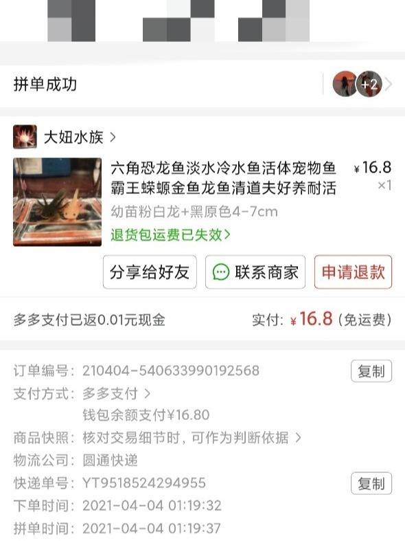 拼多多8元一条的六角恐龙鱼9个月啦