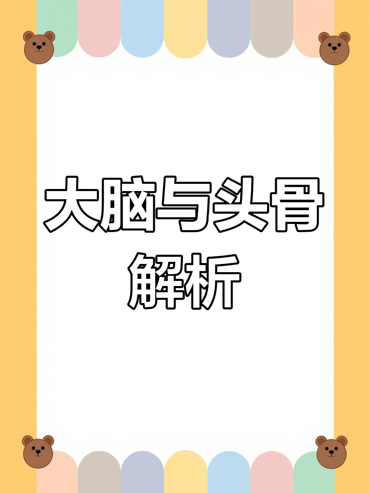 探索大脑奥秘,揭秘头骨结构