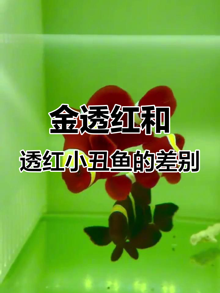 金透红小丑鱼与透红公子区别大揭秘,价格差异竟是三倍!