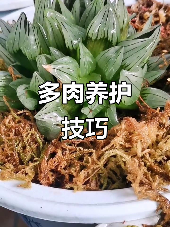 养好多肉并不简单，西瓜寿养护全攻略