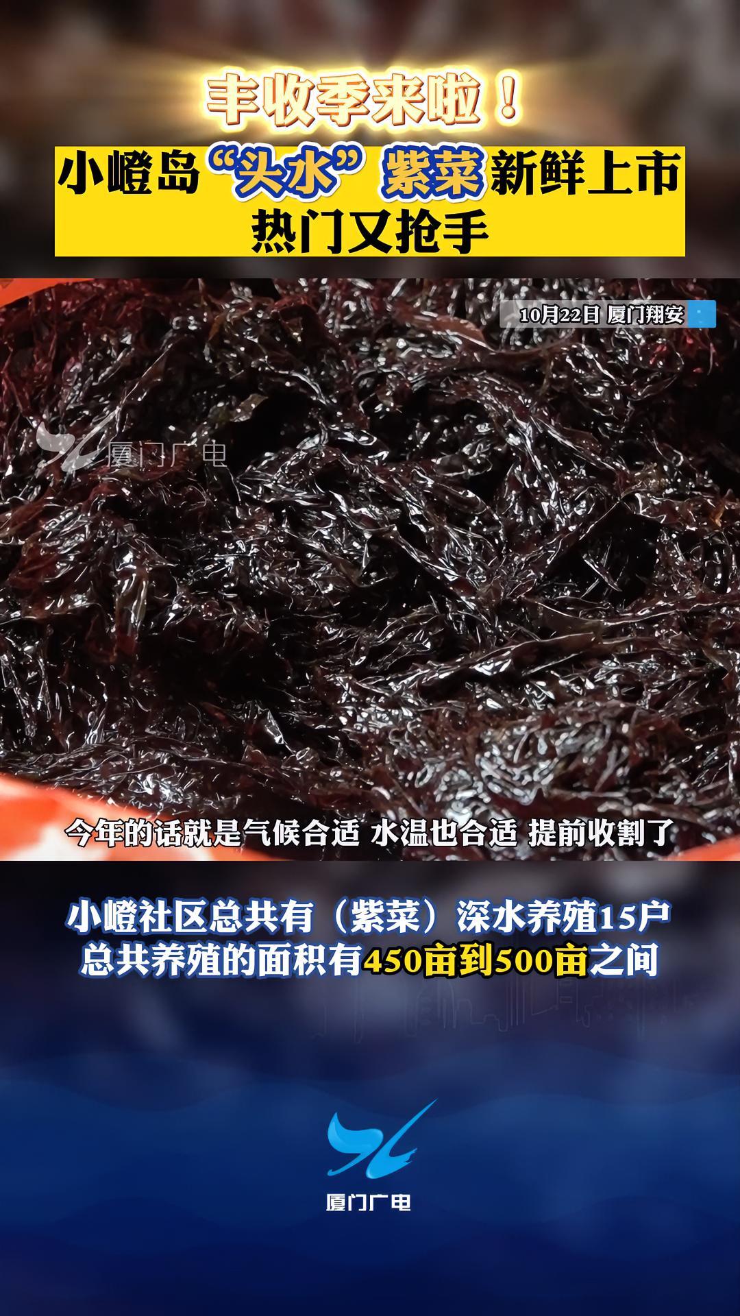 丰收季来啦!小嶝岛“头水”紫菜新鲜上市,热门又抢手!紫菜 丰收季 厦门