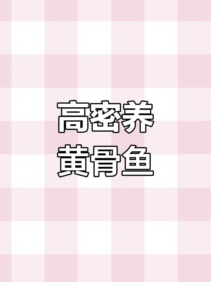 黄骨鱼全雄苗高密度养殖,抗病力强、长势快