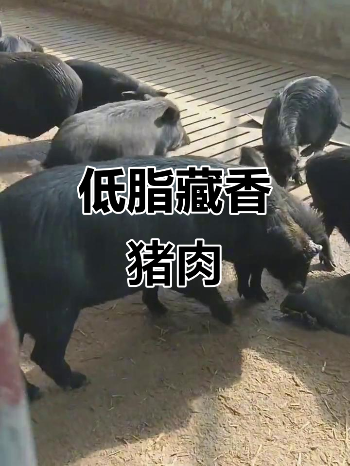 藏香猪:肉质鲜嫩、低脂高蛋白,适合全国各地养殖