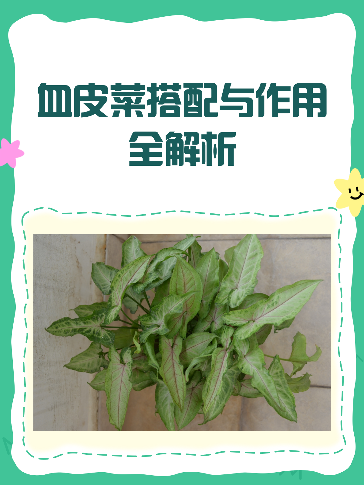 血皮菜,夏日餐桌的养生担当!