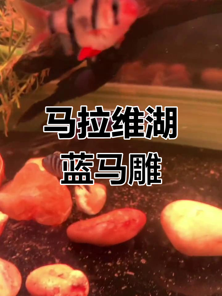 蓝马雕鱼:马拉维湖的美丽生物