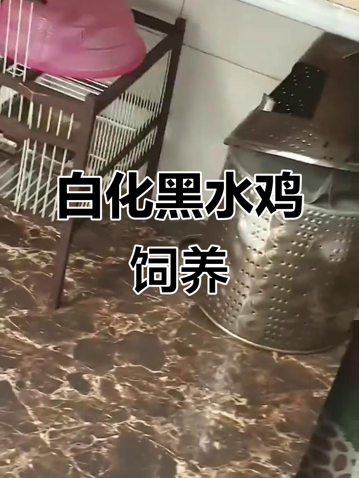 白化黑水鸡的独特魅力,稀有鸟类饲养揭秘