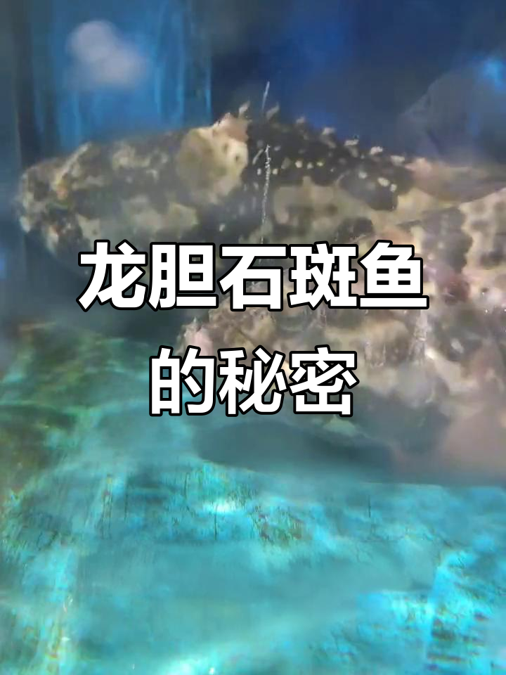 龙胆石斑鱼:营养丰富,美容护肤的深海宝藏