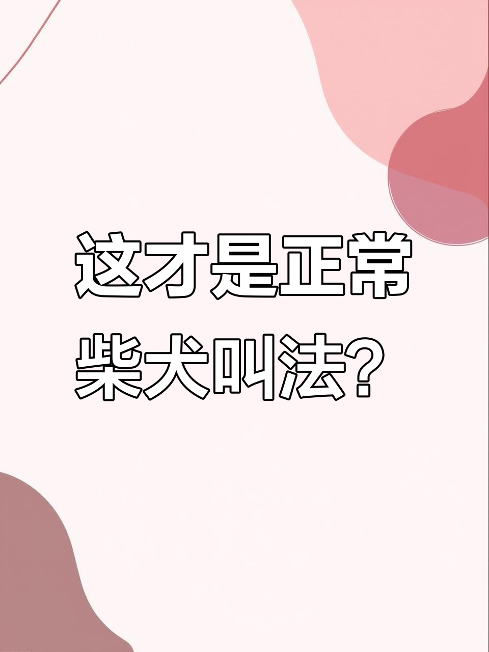 柴犬叫声竟然这样奇怪,听完我彻底懵了