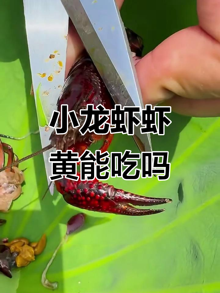 小龙虾虾黄到底能不能吃?揭秘头部黄色物质真相