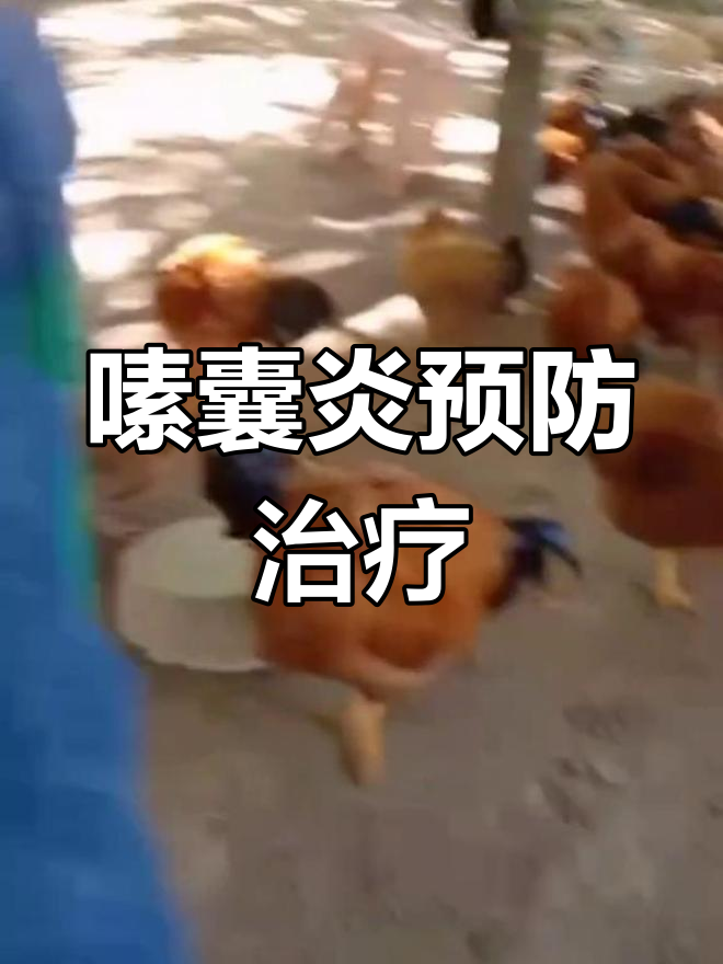 嗉囊炎症状与防治技巧,避免误诊影响成长