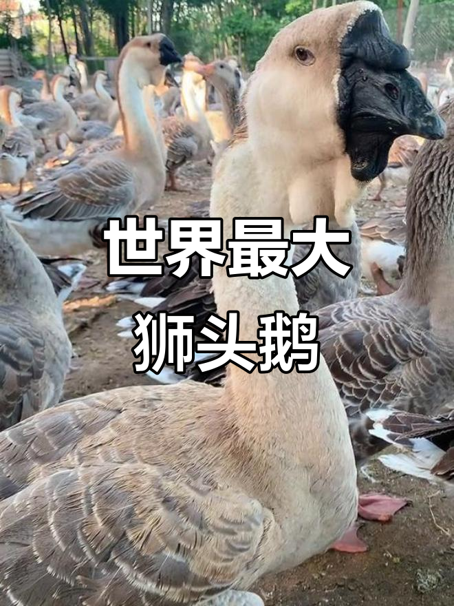 狮头鹅:南北皆宜的巨型品种,三十斤成年轻松养
