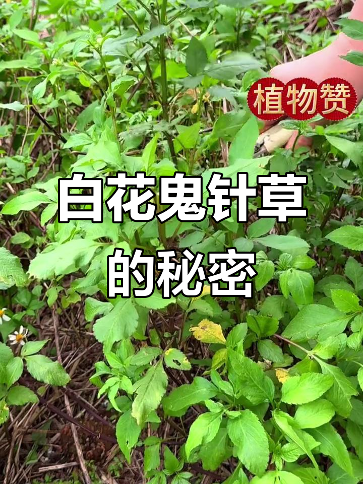 农村路边的白花鬼针草，竟然有这么多用途！