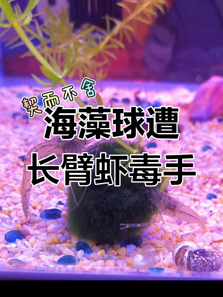 长臂虾疯狂啃食,海藻球被“瘦身”成小不点