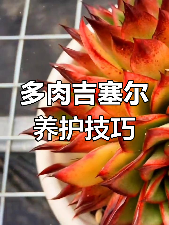 吉塞尔多肉养护全攻略:从光照到浇水,轻松掌握