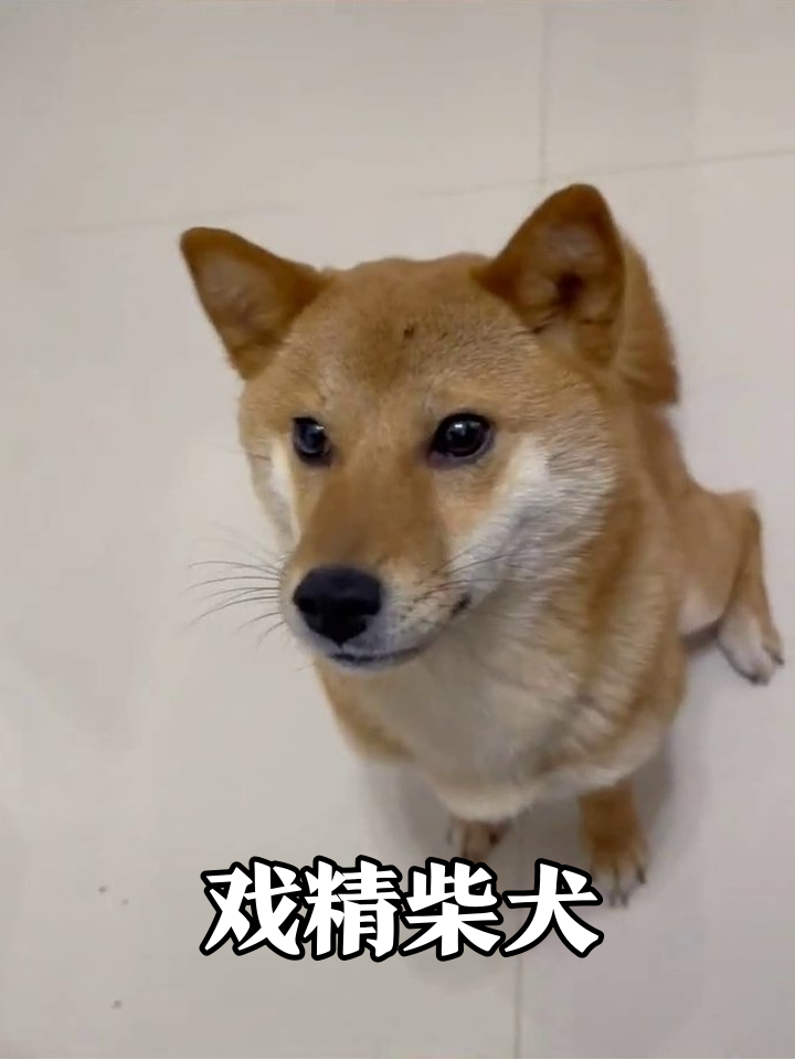 柴犬从高冷到舔狗仅需一块零食,这演技绝了