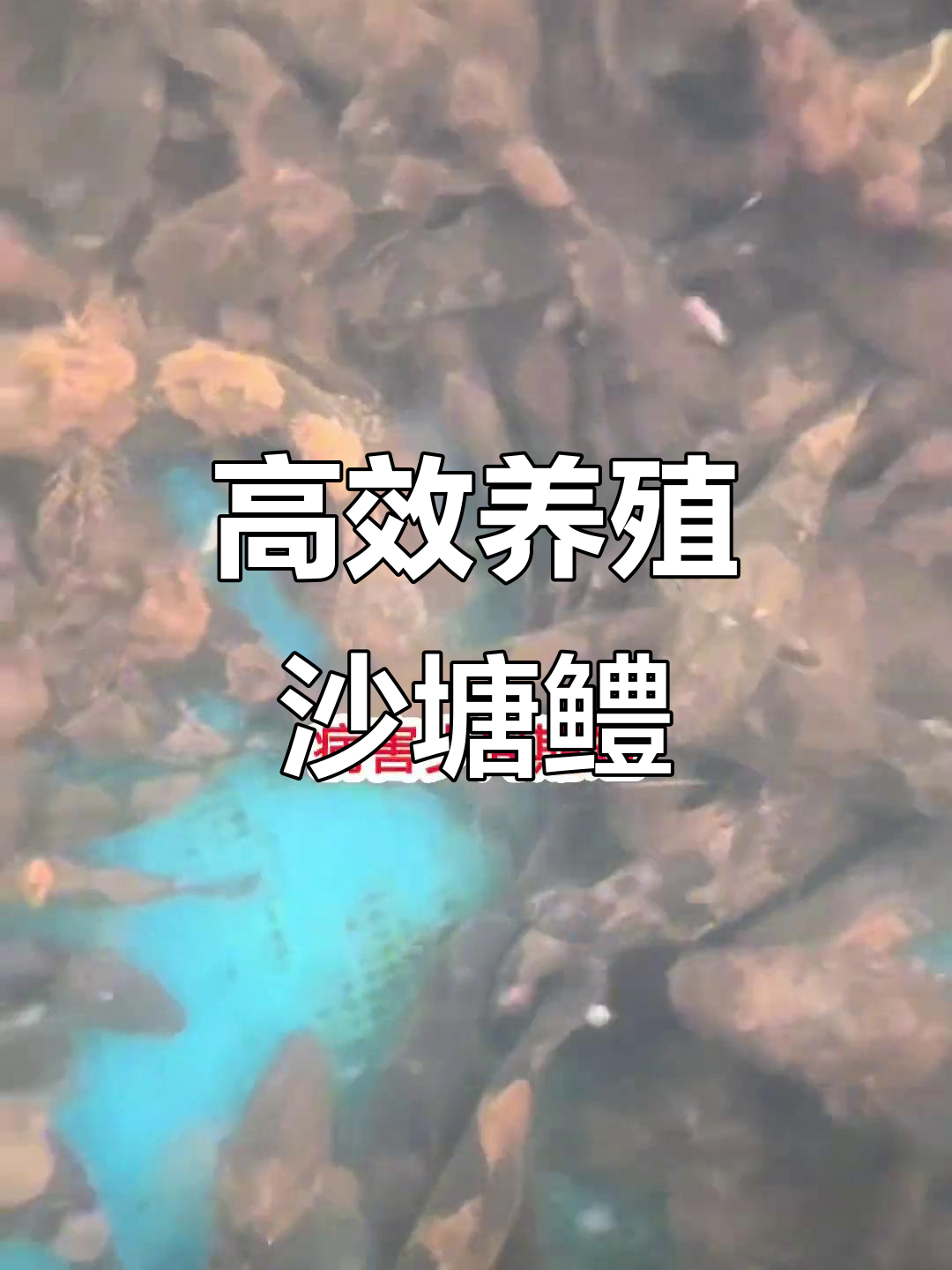 沙塘鳢虎头鲨鱼苗养殖技术,周期短、长速快