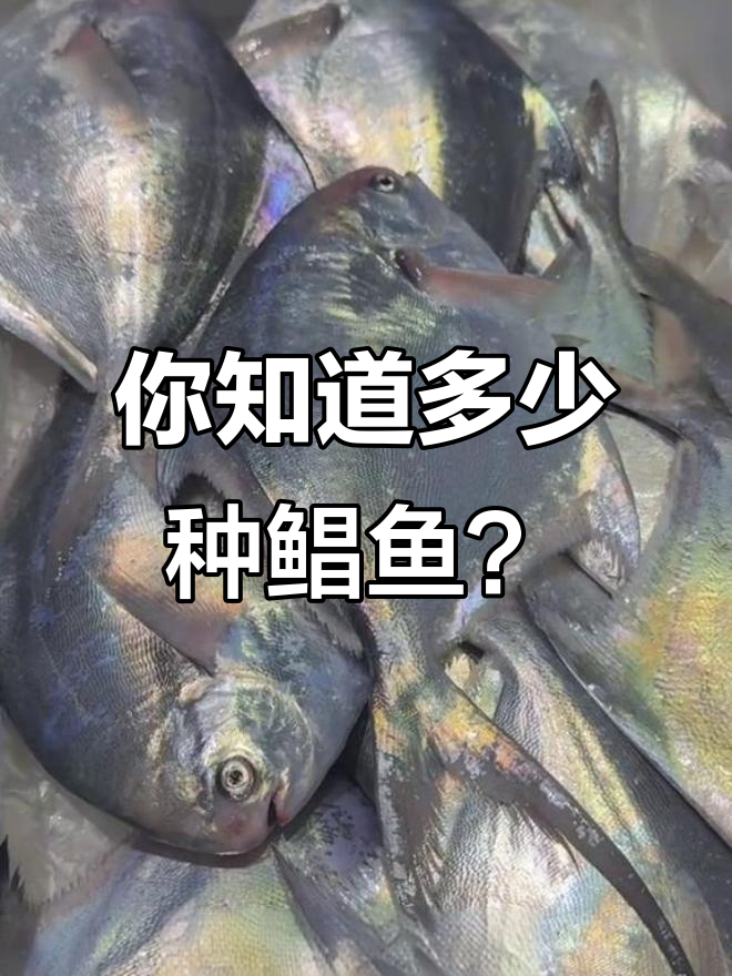 11种鲳鱼大揭秘,看看你认识几种?