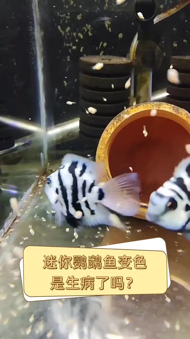 迷你鹦鹉鱼变色,是生病了吗?