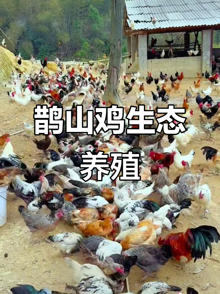 鹊山鸡散养基地,生态放养的土鸡养殖全过程