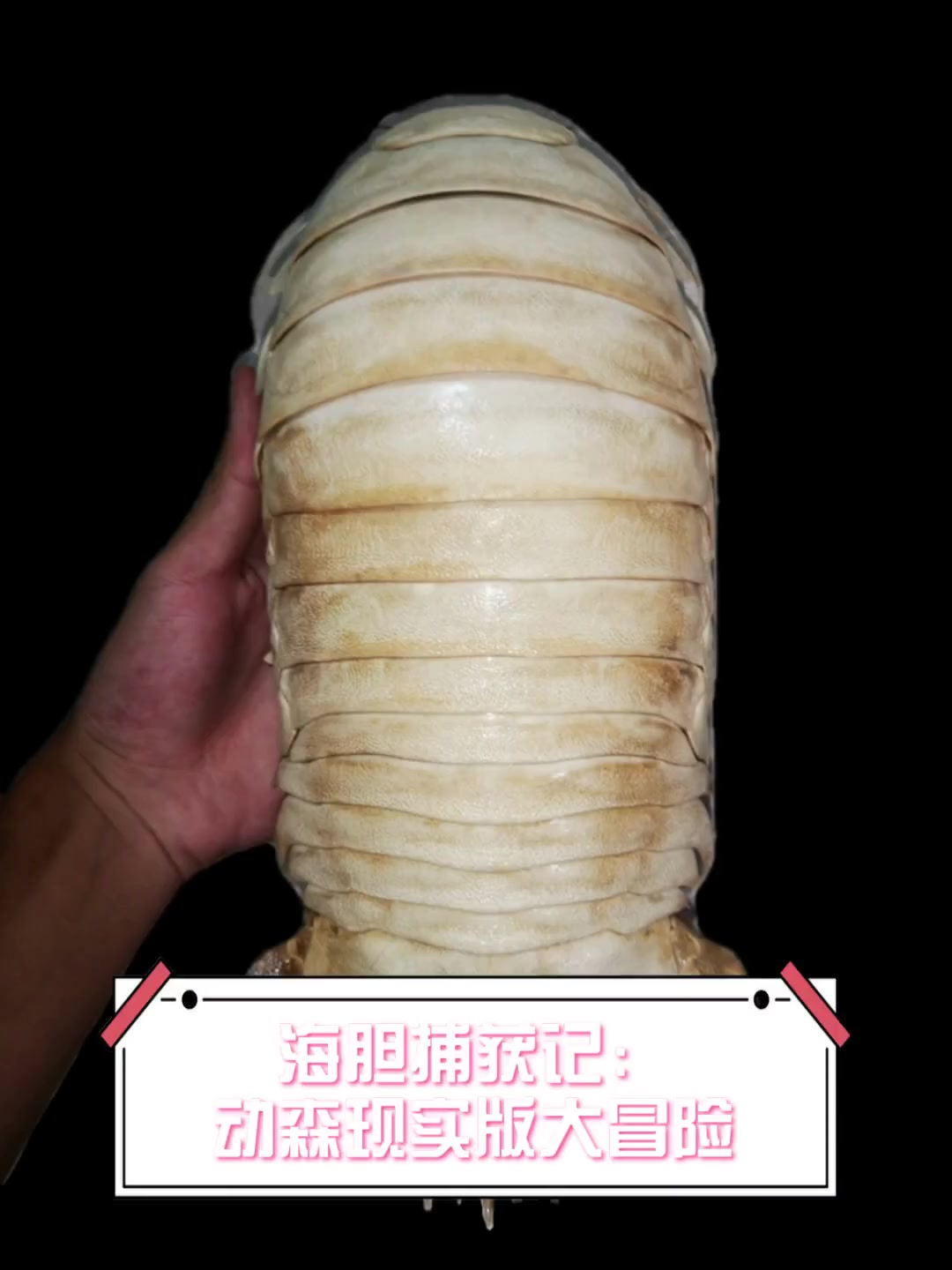 海胆捕获记:动森现实版大冒险