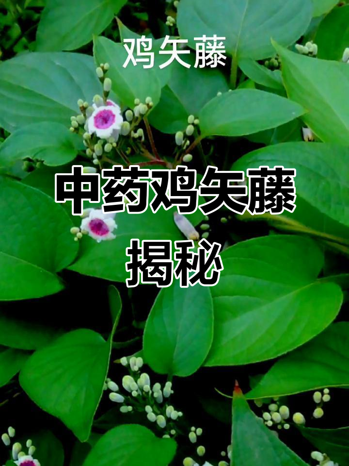 鸡矢藤：中药宝藏与植物科普