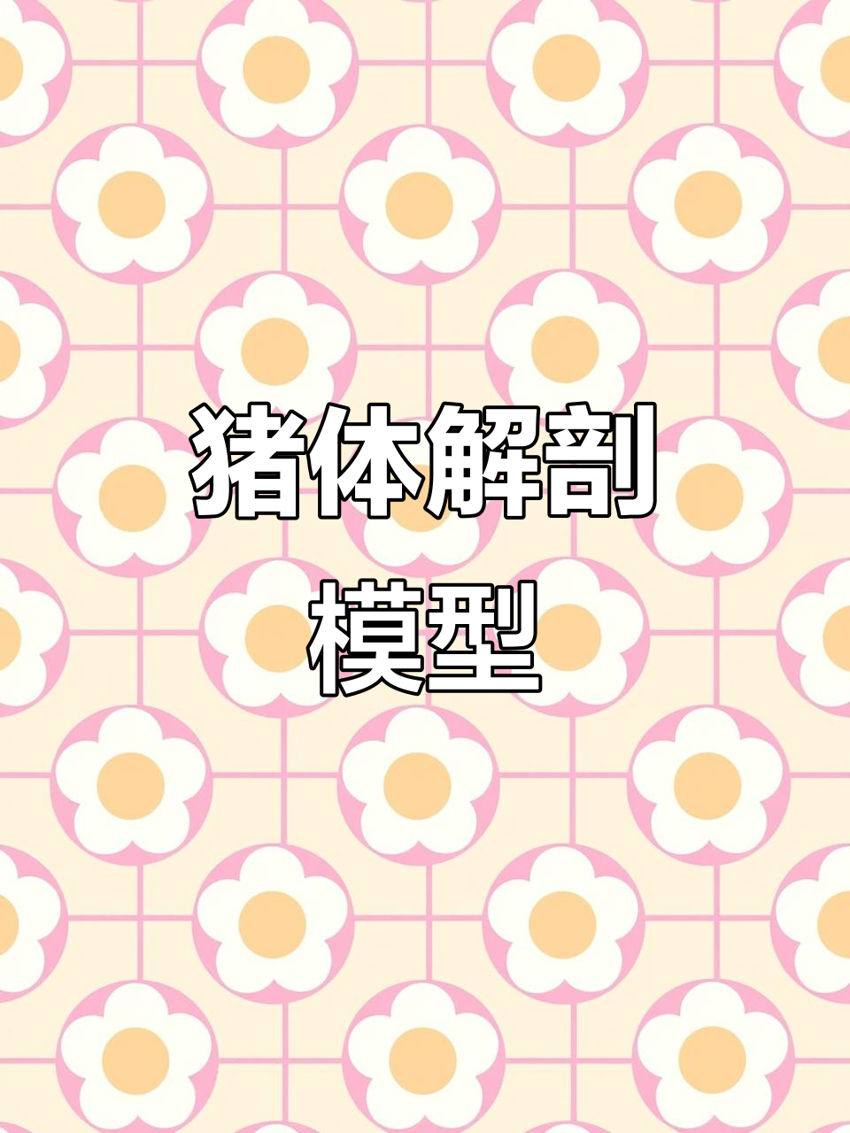 猪体针灸模型,展示内脏与肌肉结构