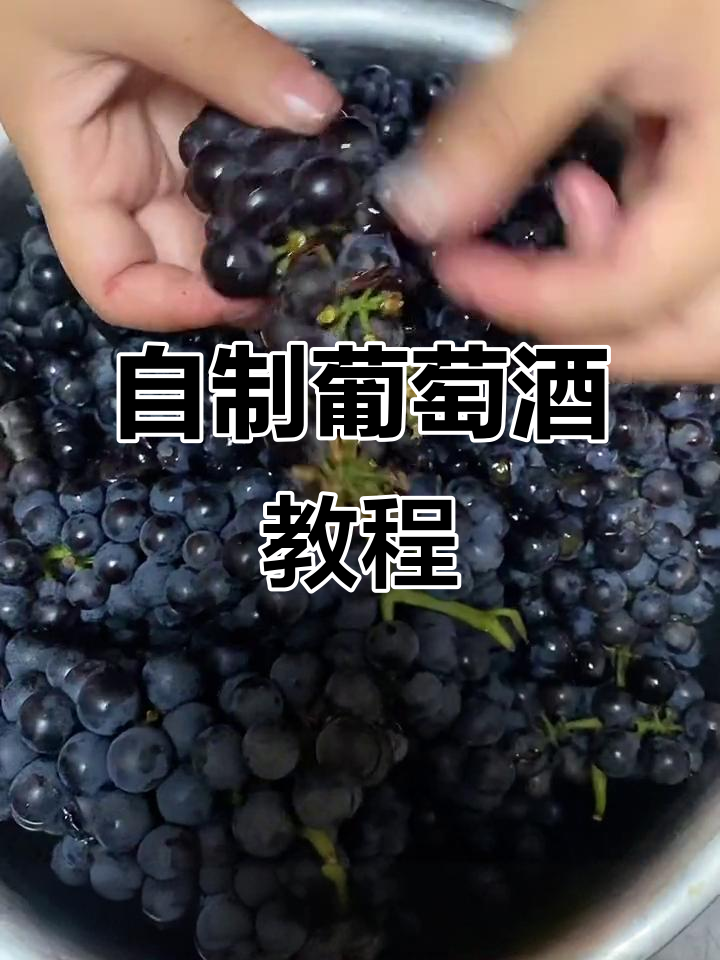 十斤葡萄配三斤冰糖，轻松酿造美味葡萄酒