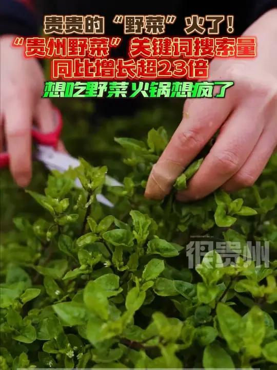 贵贵的“野菜”火了!“贵州野菜”关键词搜索量同比增长超23倍,想吃野菜火锅想疯了