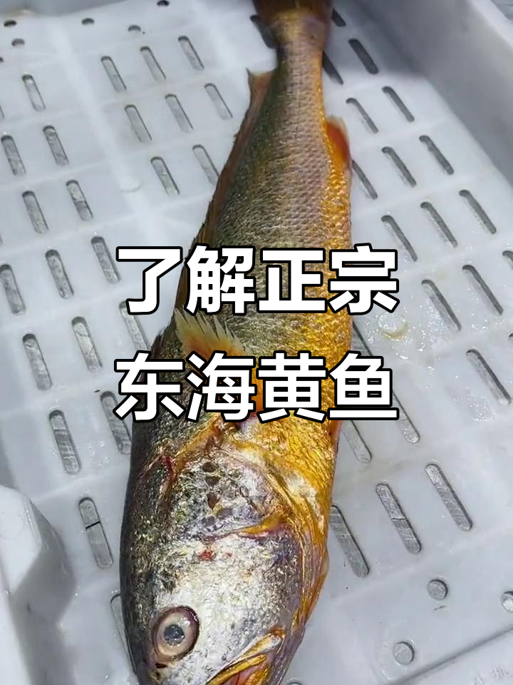 正宗东海野生黄鱼揭秘:细鳞大头,身材苗条如模特