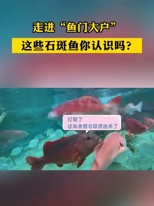 走进“鱼门大户”,这些石斑鱼你认识吗?三农 水产 石斑鱼 三亚(来源:崖州湾科技城)
