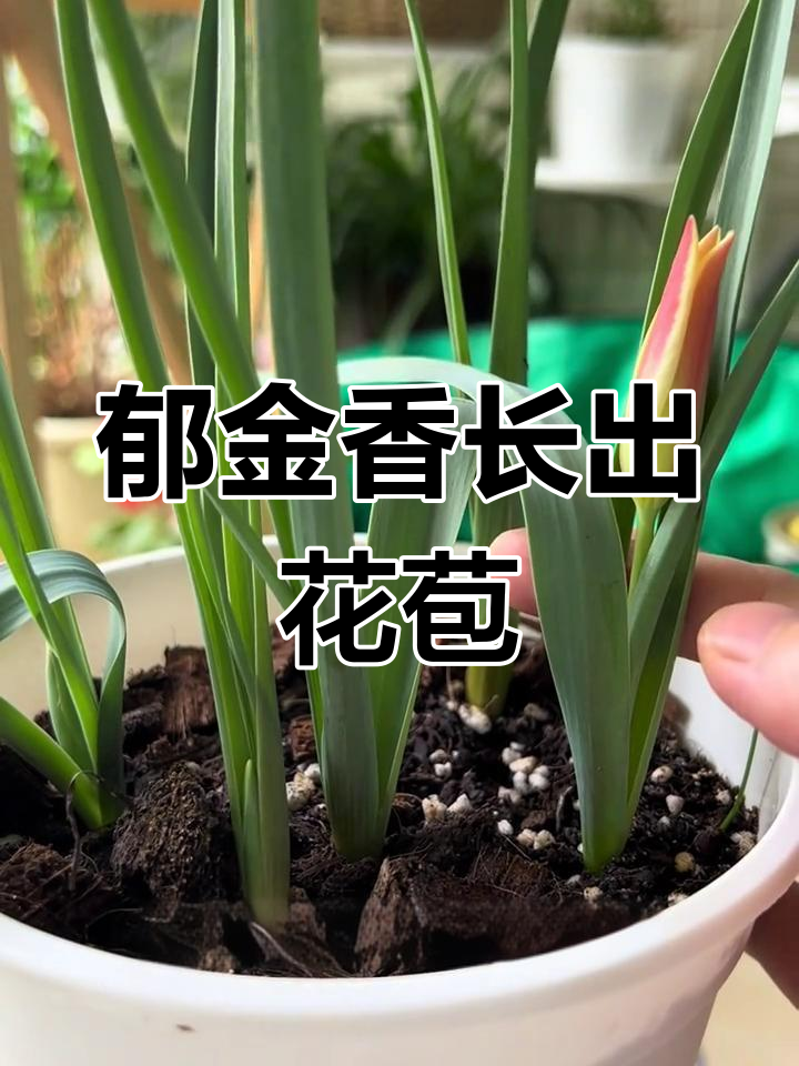 郁金香种球发芽,花苞初现惊喜不断