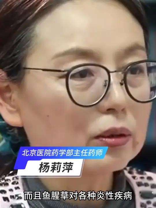 解锁折耳根(鱼腥草)!凉拌生吃皆可,既是美味,又有良好的抗炎作用!