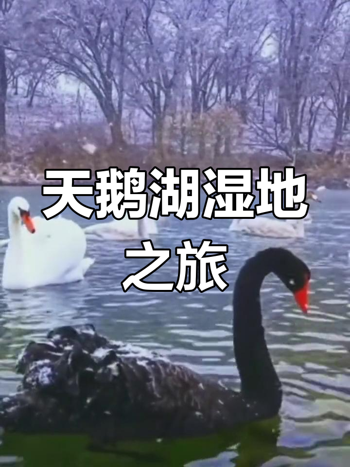 新疆天鹅湖湿地公园:探秘野生天鹅的美丽家园