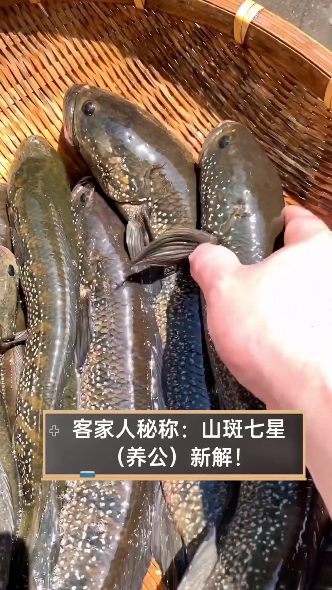 客家人秘称:山斑七星,(养公)新解!