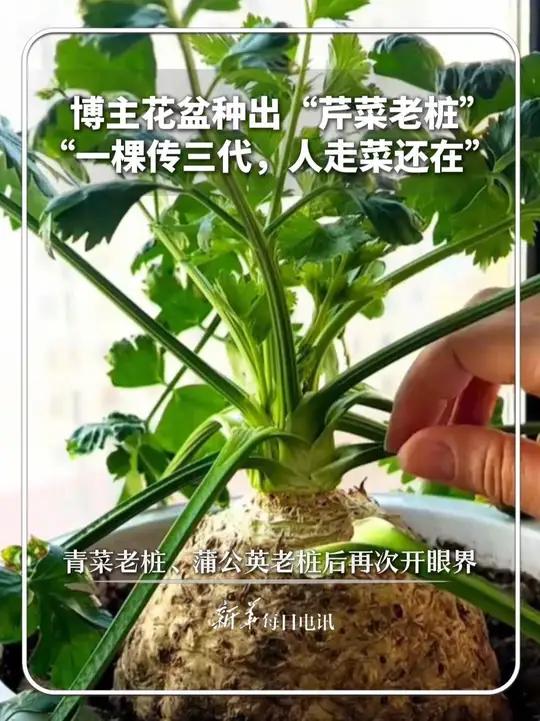 山东寿光博主花盆种出“芹菜老桩”,“一棵传三代,人走菜还在”。网友:青菜老桩、蒲公英老桩之