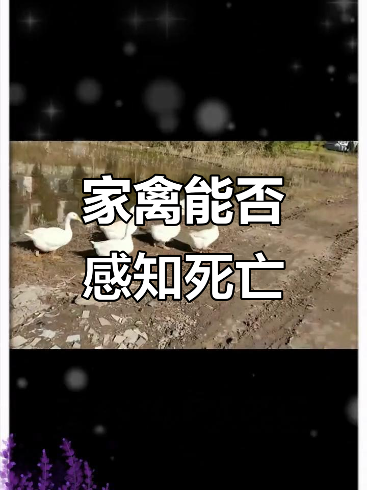 鸡鸭鹅能感知到被吃掉吗?它们有情感认知能力吗