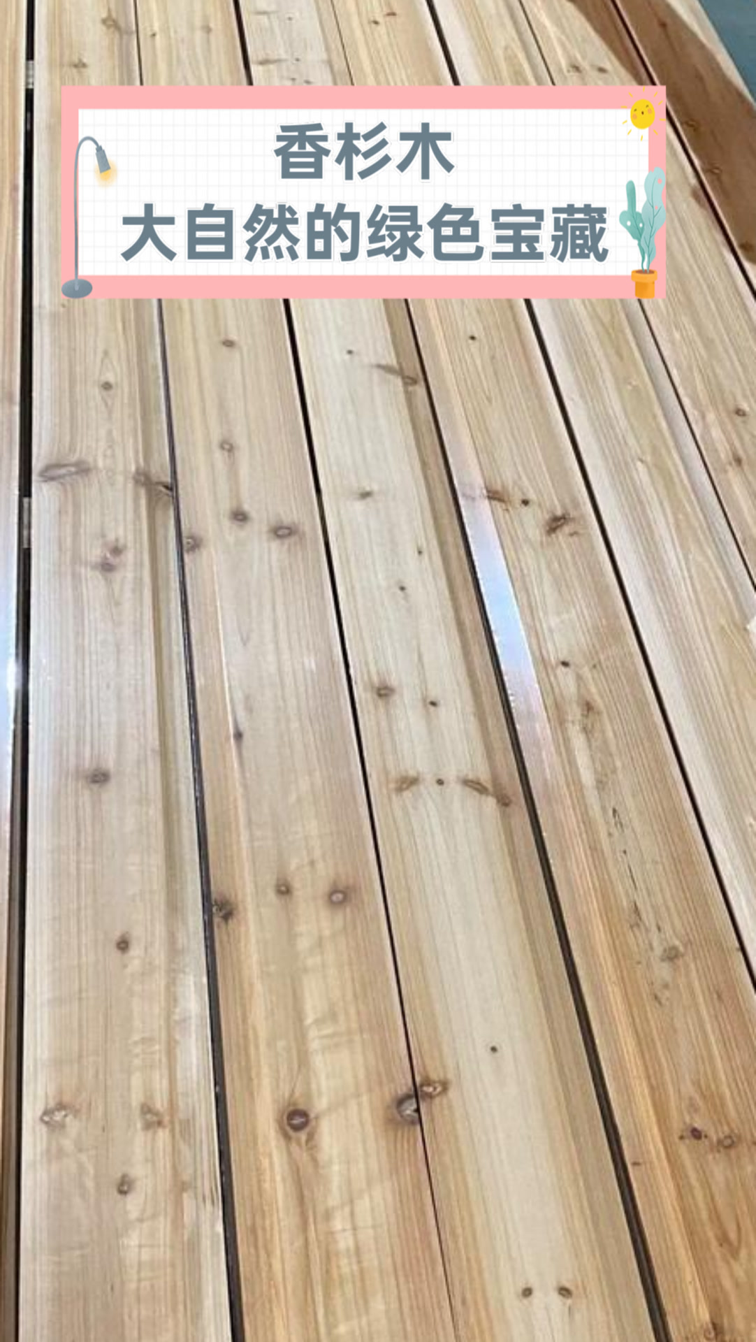 香杉木大自然的绿色宝藏