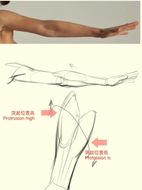 手臂练起来:小臂内侧需要注意的结构变化!
