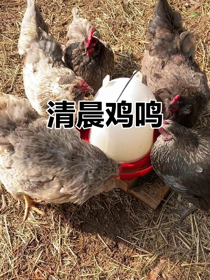 清晨的鸡鸣,唤醒新的一天