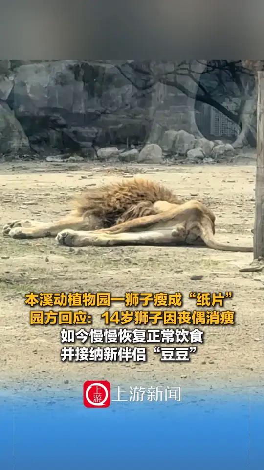 4月14日,#本溪动植物园一狮子瘦成纸片 园方回应:14岁狮子因丧偶消瘦,如今慢慢恢复正常