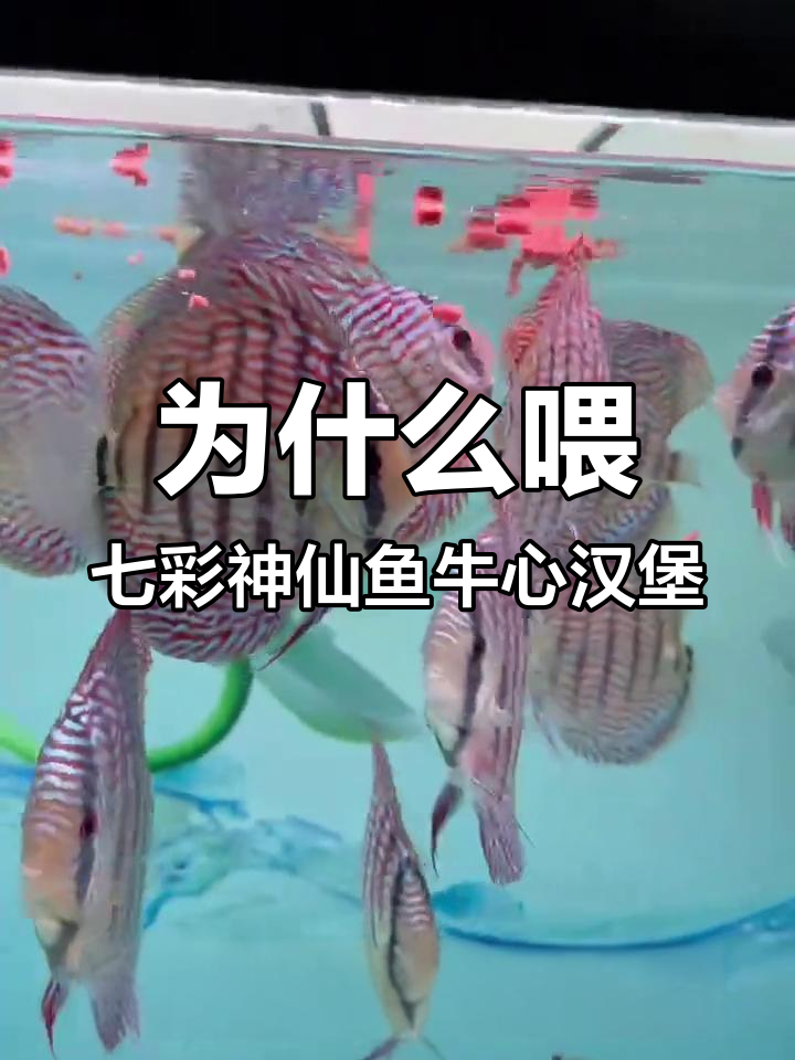 七彩神仙鱼为何选择牛心汉堡?营养与消化全解析