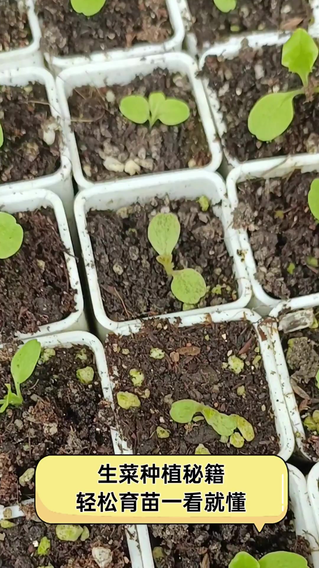 生菜种植秘籍,轻松育苗一看就懂