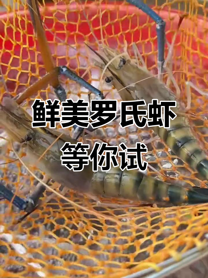 罗氏沼虾养殖基地,健康美味等你来尝