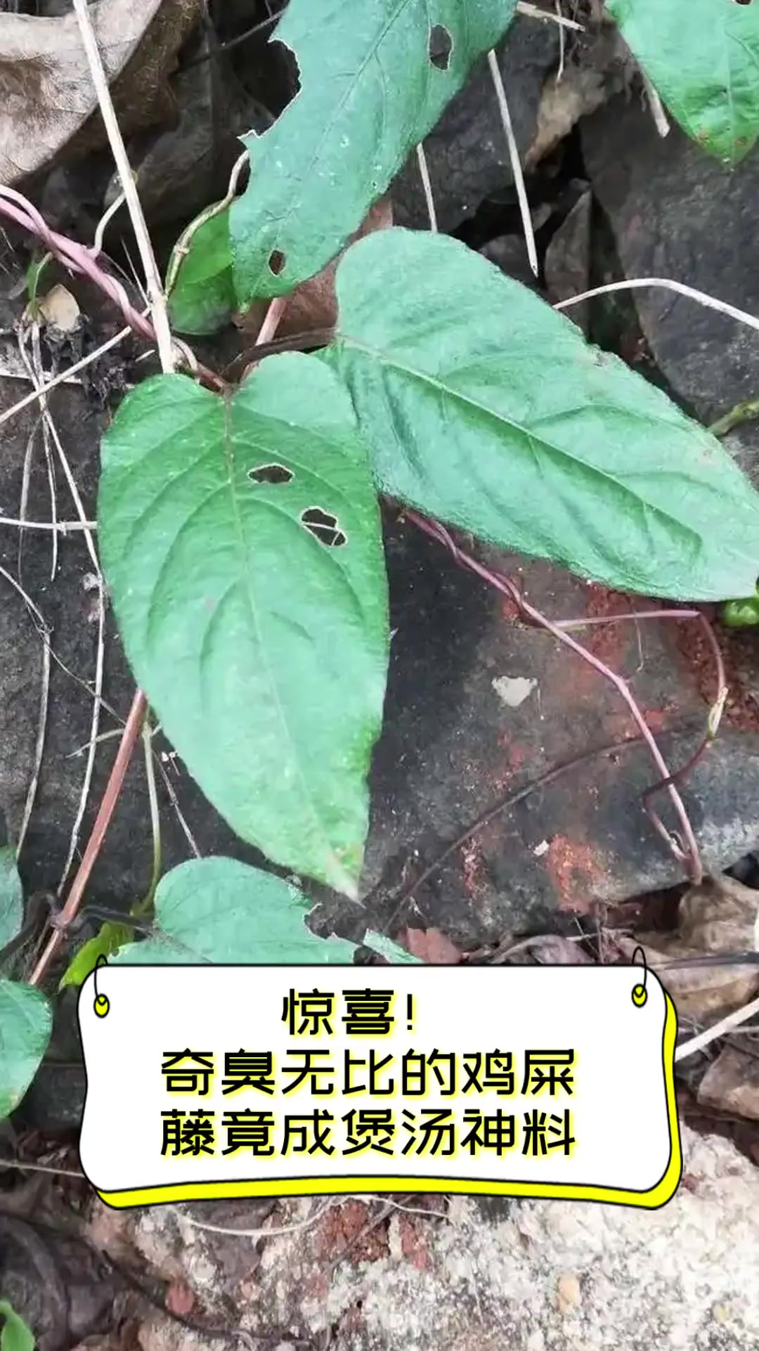 惊喜!奇臭无比的鸡屎藤竟成煲汤神料