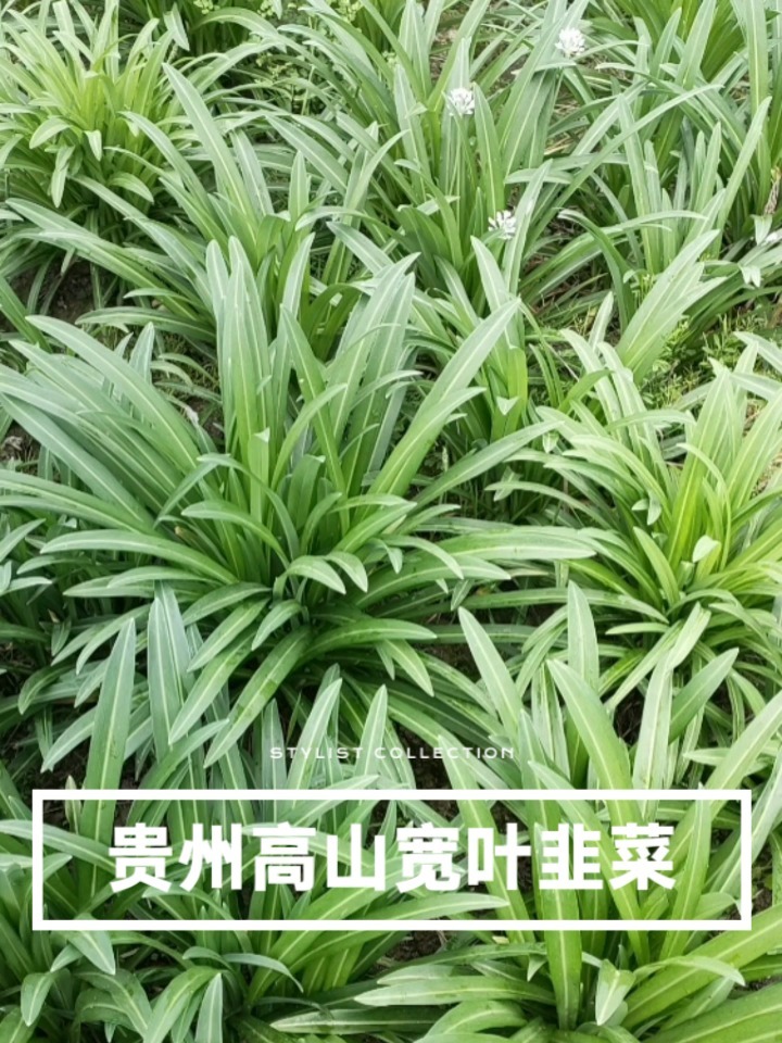 老品种宽叶大叶韭菜