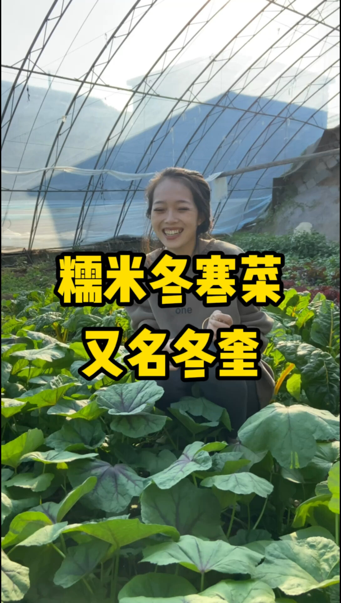 糯米冬寒菜 又名冬奎