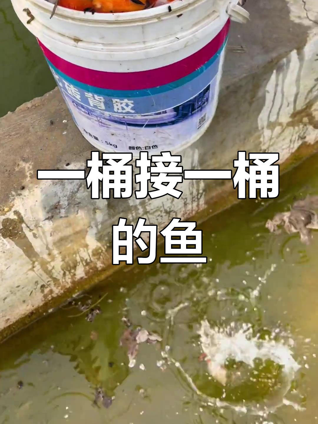 百褶尾泰狮金鱼直播现场,装不下啦!