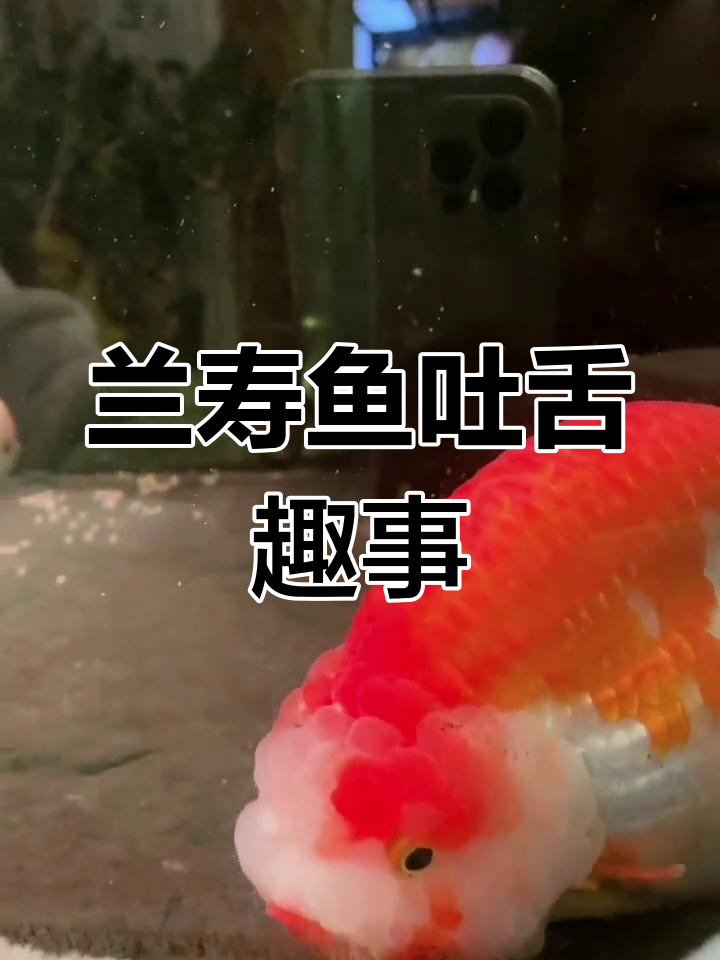 干饭人之歌大揭秘,兰寿鱼吐舌头搞笑瞬间