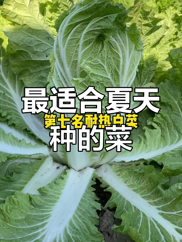 夏季耐热蔬菜排行,家庭种植必看